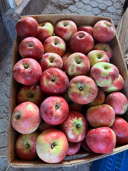 Апорт груша золотое яблоки