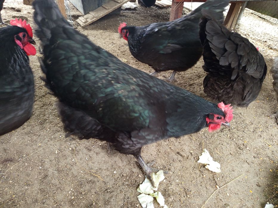 Oua de incubat rasa Australorp