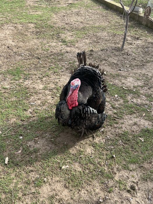 Индюк    Индюки