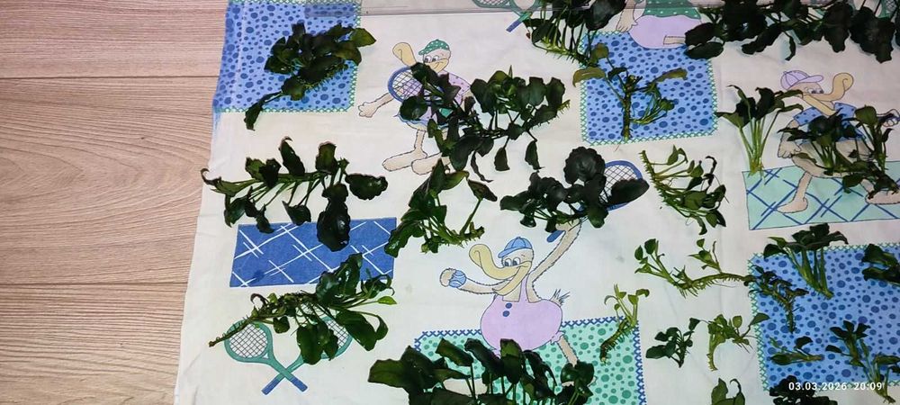 Анубиаси различни видове и големини