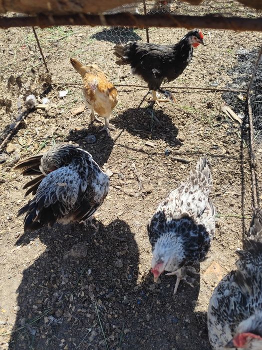 Căutăm curți să ne primească suntem 5 băieți din care 3 identici mulțu