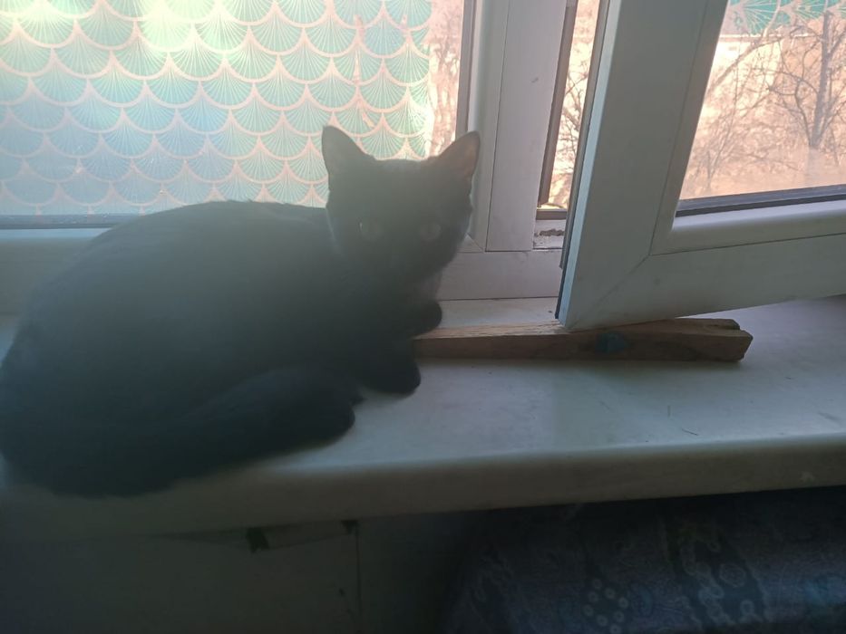 Бесплатно кошечка