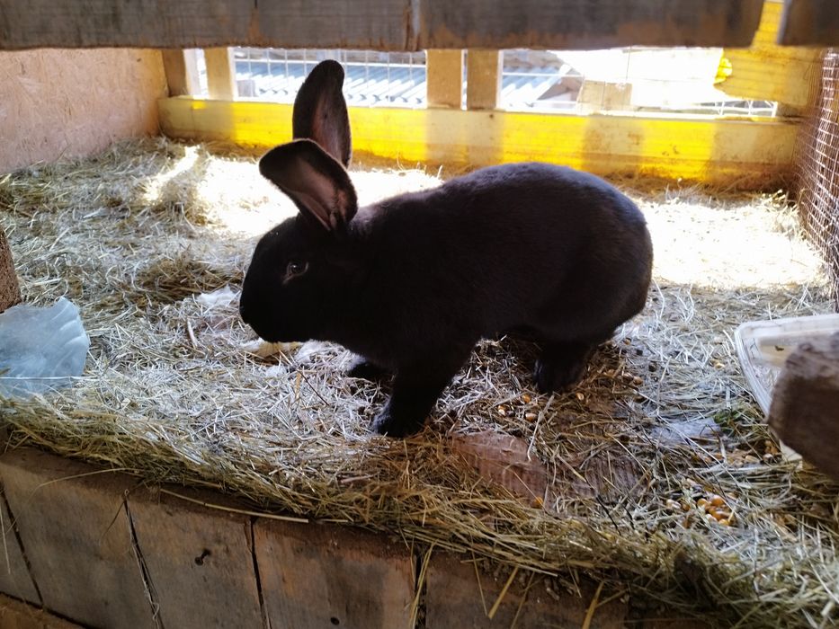 Familie de iepure de vânzare