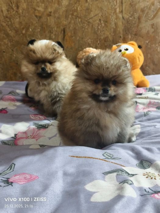 Очаровательные щенки шпица.