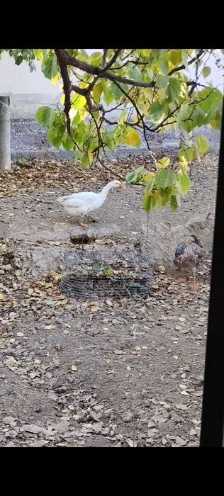 Продаются Гусята