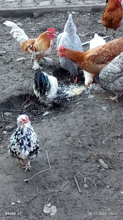 Porumbei și găini de vânzare