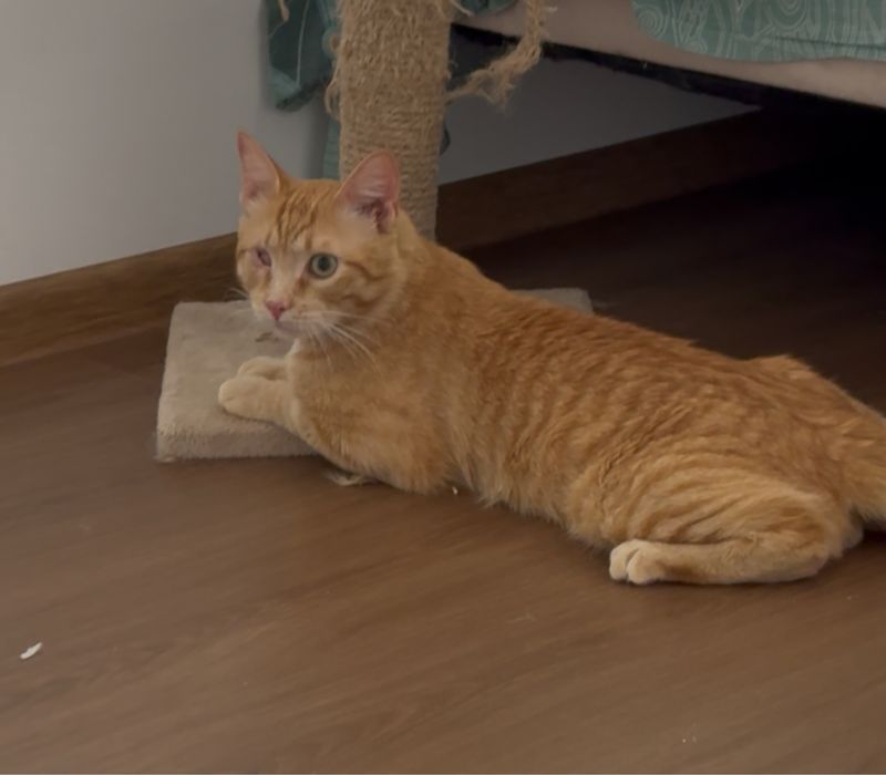 Особенный котик ищет дом