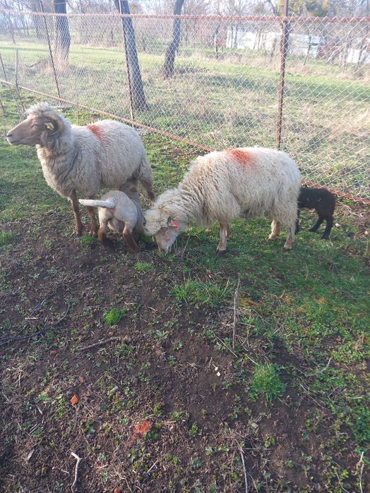 Două oi de vânzare cu miel