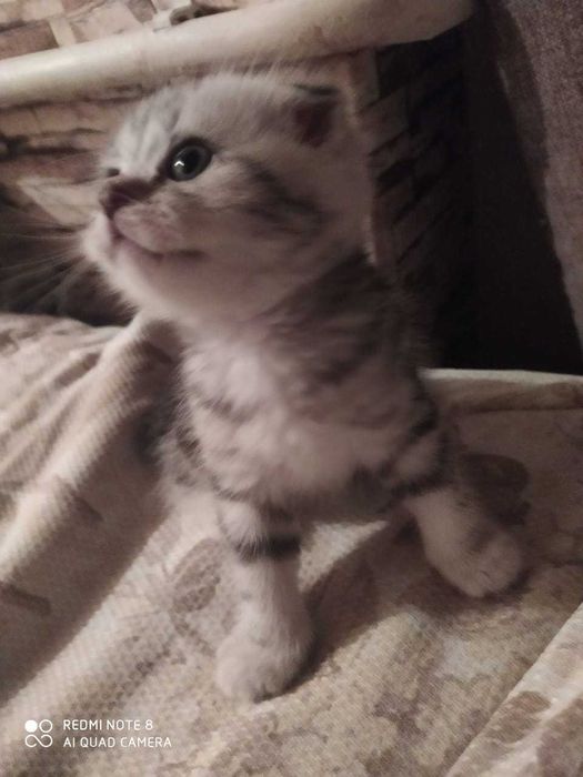 Продам вислоухих Скоттиш-фолдов