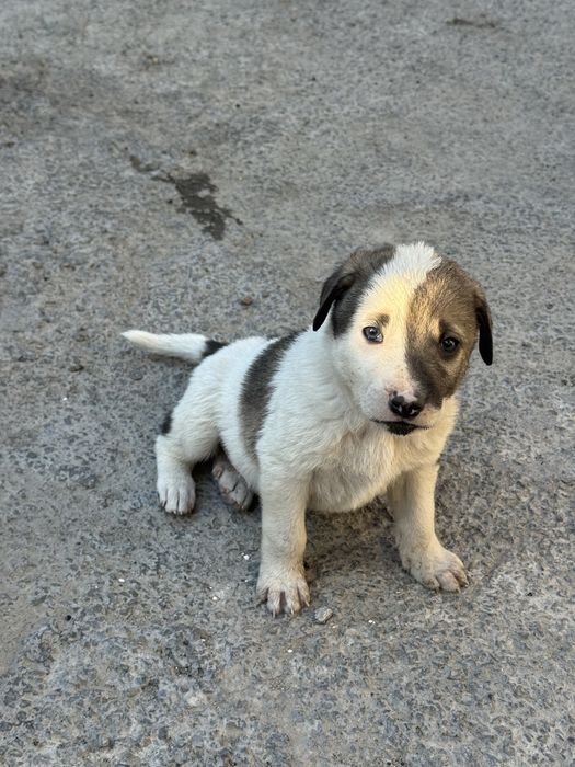 Продам щенки лайки