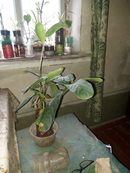 Комнатные цветы дешево