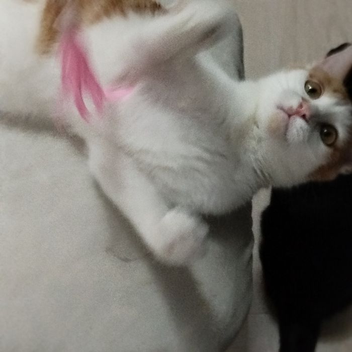 Рыжий котенок ищет любящий дом