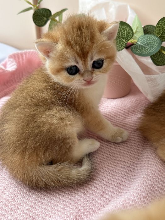Котята Бритаские Шиншиллы