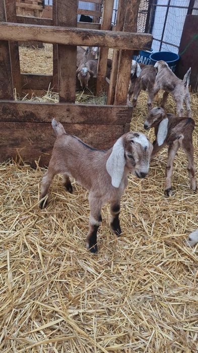 IEZI  ANGLONUBIAN ,metiss saanen cu anglonubian