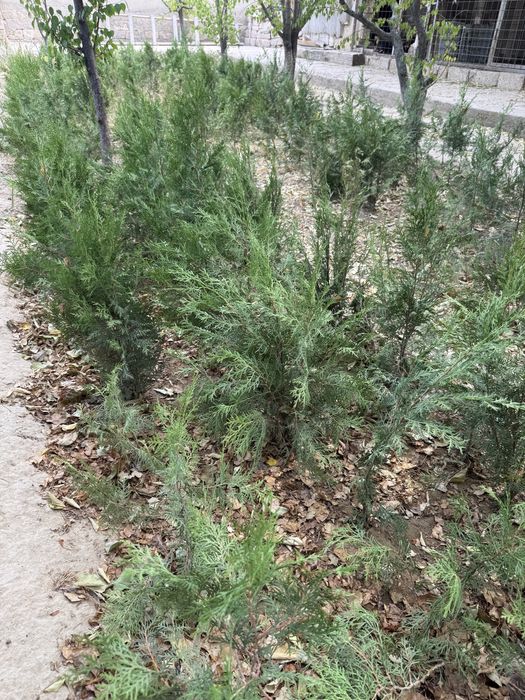 Тұқымнан көгерген Ёлка (тұя) сатылады