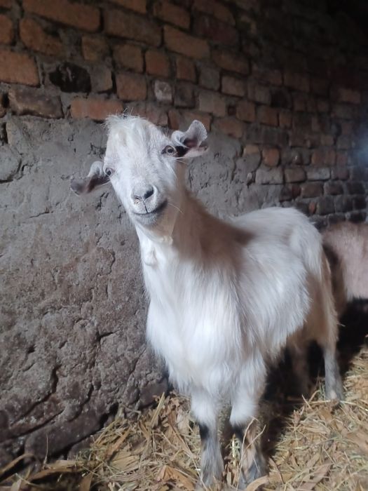 Vând 3 țapi , Braneț Olt