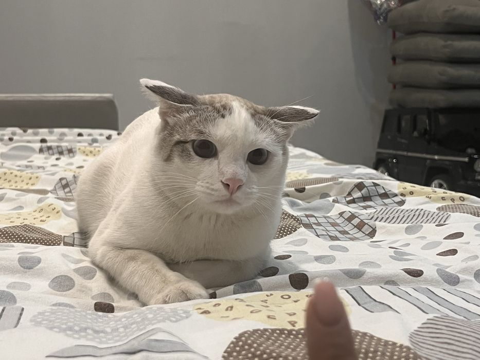 Отдам кота в хорошие руки