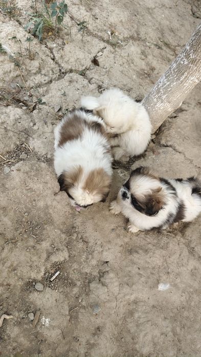 ZOTI PEKENES 3 dona bor