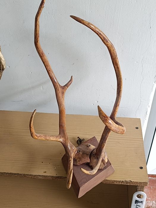 Продается рог натуралны