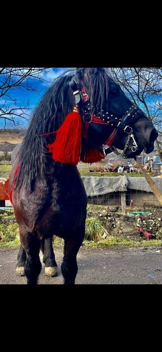 Vând sau schimb un armăsar de 5 ani