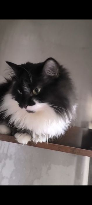 Ищем любящий дом для кошечки Аси