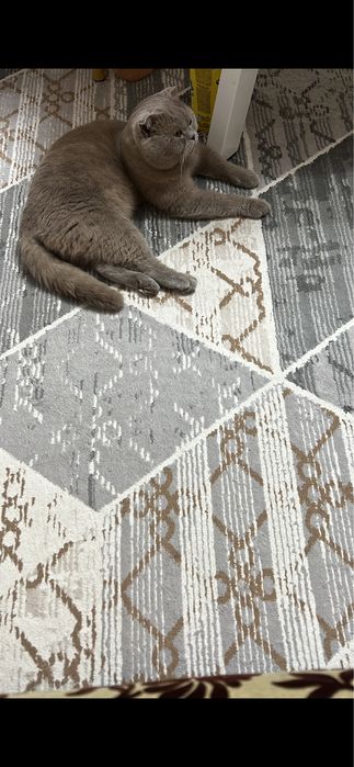 Ищем девочку для крассавца. Вязка