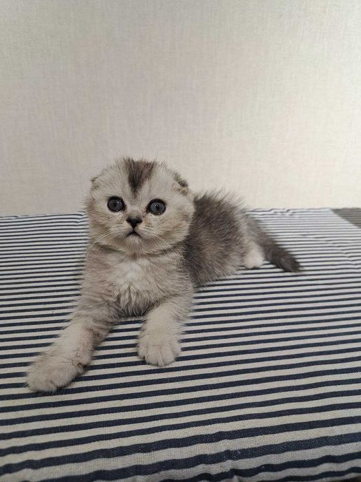 Продаются котята Серебро Шиншилла