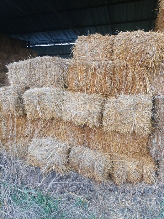 Продавам малки бали люцерна и слама . Люцерна 500 бали и 200бали слама