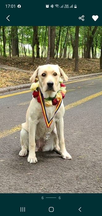 Dresaj canin toate rasele