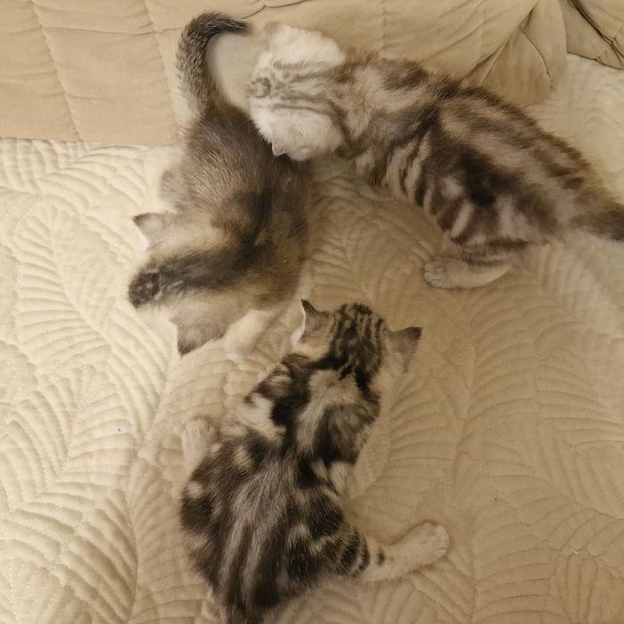 Продаются котятам