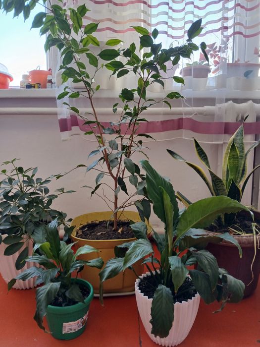 Цветы домашние комнатные