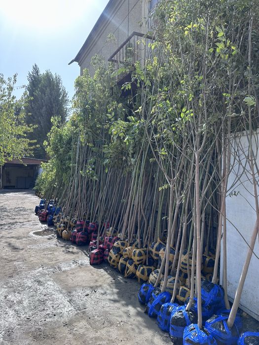 Декоратив растения Каталпа Клён Акация Берёза Лола бор