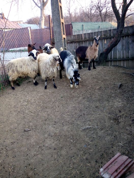 De vânzare oi și capre