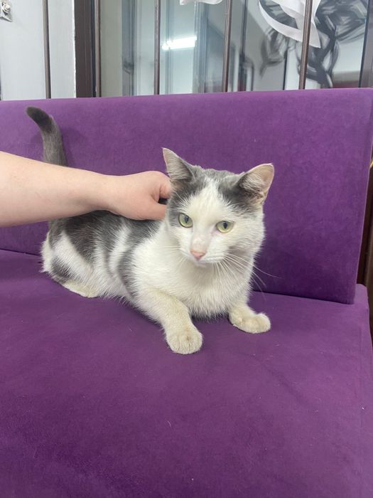 Котика в добрые руки