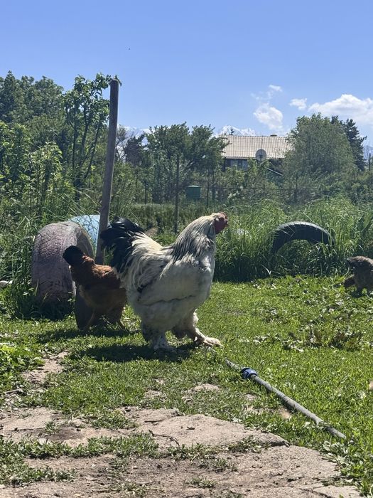 Брама қораз 1.5 жыл