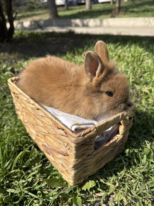 Декоративные кролики