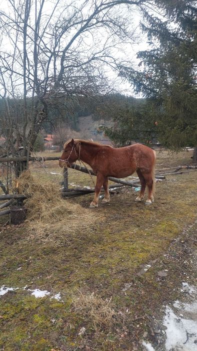 Мъжки и женски кончета