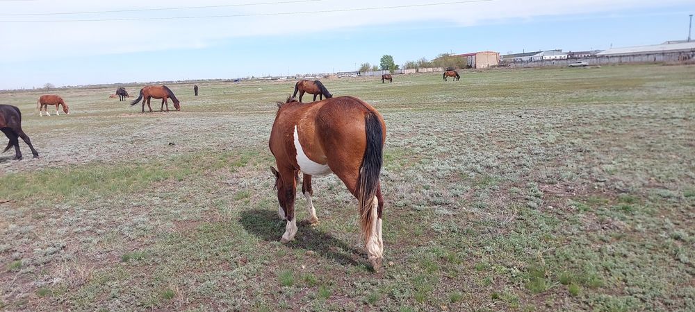Байтал 2 жасар күйі жақсы