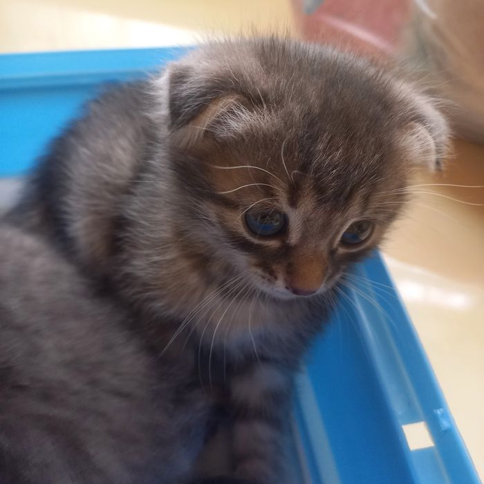 Вислоухий котёнок 1,5 мес {дев}