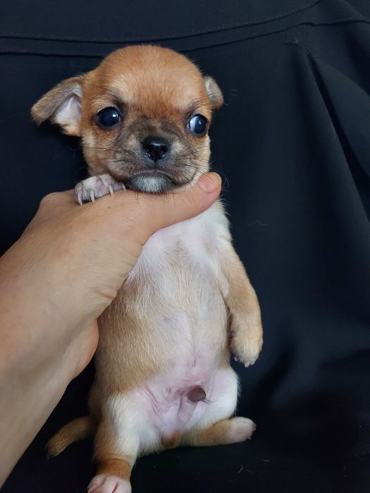 Продаю щенков чихуахуа