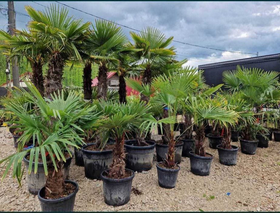 Vand plante ornamentale gradina si elemente de decor curte