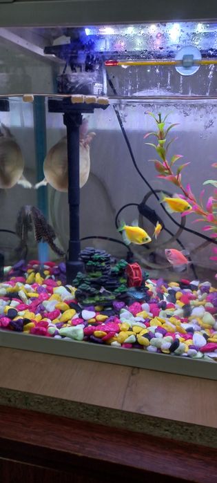 Akvarium sotiladi Baliqlari bilan.