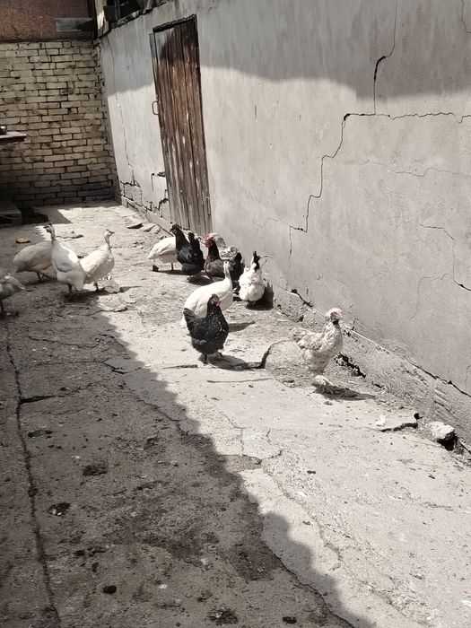 Куры продаю талгар