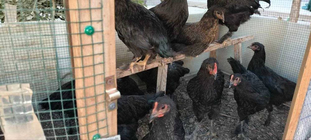 Жерси ва дурагай жерси жужалар