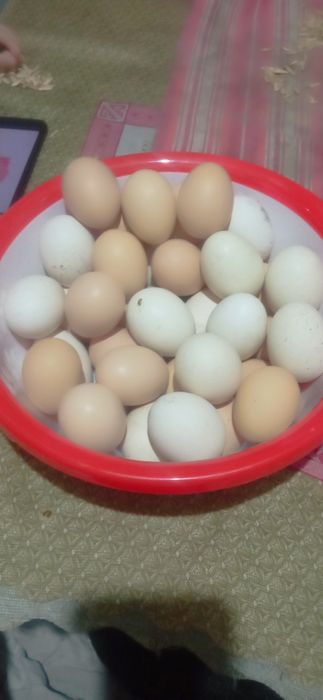 Кора товук, тухуми бор сотилади уругланган бостирса хам болади