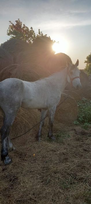 Продам жеребца на племя