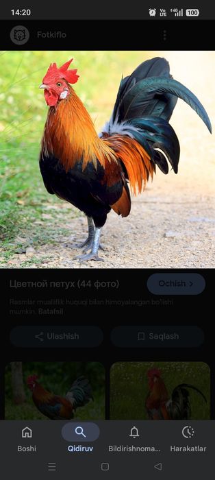 Xo‘roz sotiladi damashni