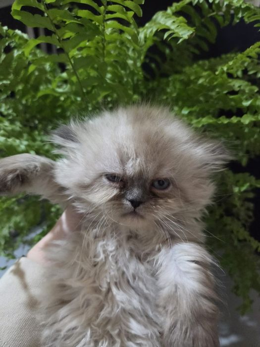 Персийски котенца