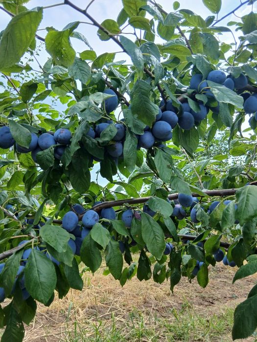 Prune. Soi Piteștean și centenar.