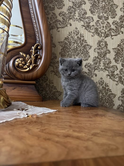 Mushuncha Koshka Tozza Qon Zottor